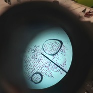 pest044.jpg